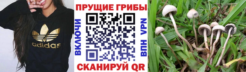 Галлюциногенные грибы GOLDEN TEACHER  где можно купить   Ильский 